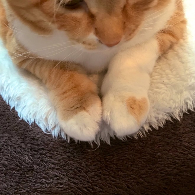 ҁ[̉Bꂽ`[|CgicCb^[@Gupitaro1102j