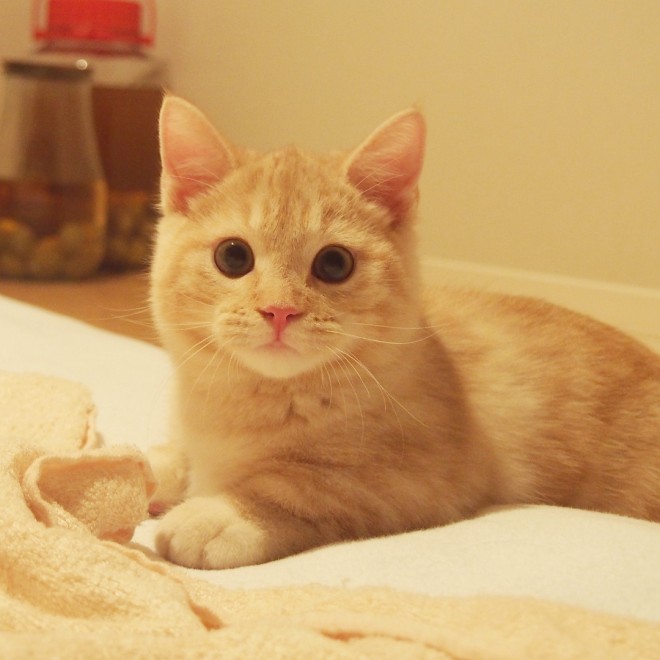 ÂV̂Ձ[A84́g̃RLOh