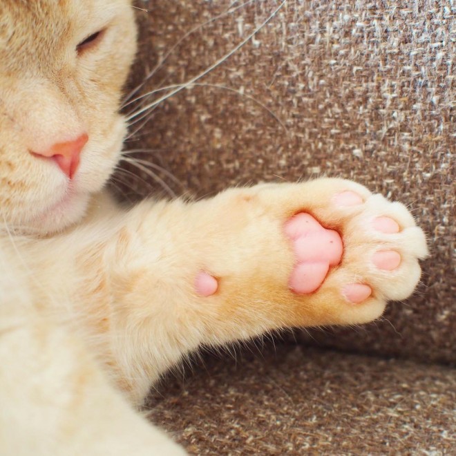 g̓hɃAbvꂽAՁ[̃sN̓