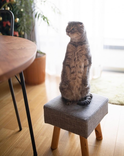 e[u܂ŔOȃ`FbNӂȂH{ijAj