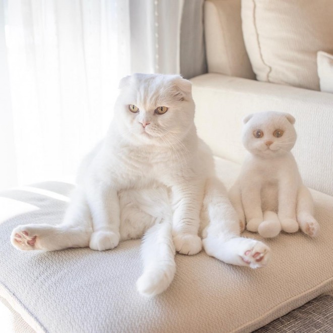 qɌҊmÂw̃}̎Re@ʐ^E͔тō}