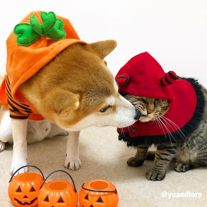 ƂwgbNɂg[gIx 䂤wَqȂƃ`[Ⴄx