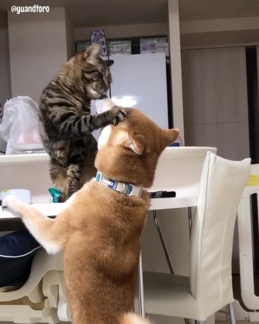 ёOŃCCƂɂ߂䂤@#䂤̏dV[Y