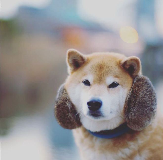 画像 写真 犬 柴犬まるフォトギャラリー枚目 Eltha エルザ