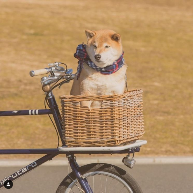 画像・写真  【犬】柴犬まるフォトギャラリー29枚目  eltha（エルザ）