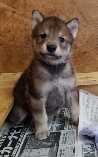 画像・写真 | 【犬】子犬から成犬まで、もふもふオオカミ犬 ...