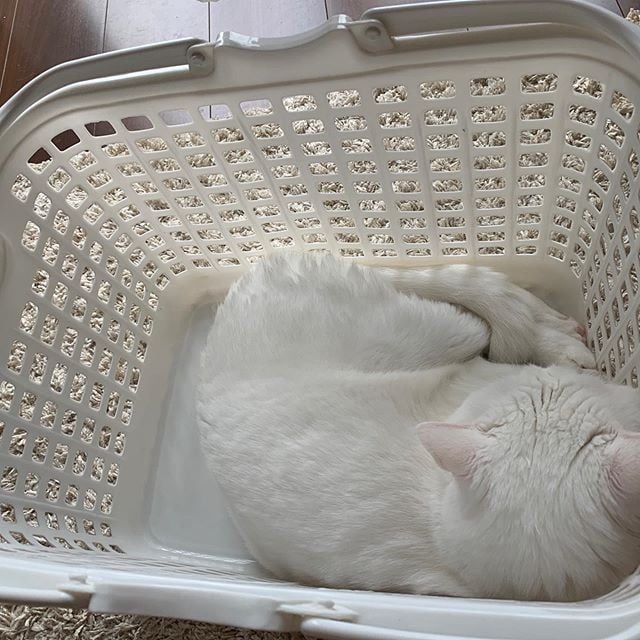 ݂݂̐JS т͂ݏoĂ䂢