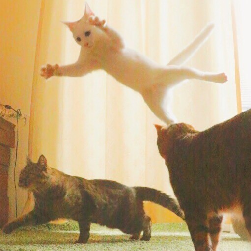画像・写真 | 【猫】Twitterで人気、無重力猫ミルコの驚愕ジャンプショット4枚目 | eltha（エルザ）