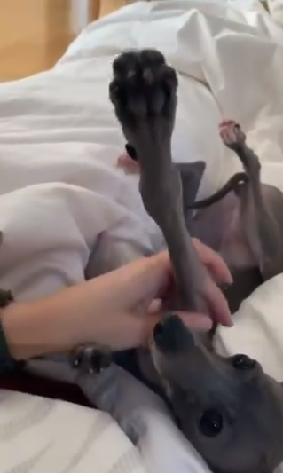 �Ă�Ă񂿂��