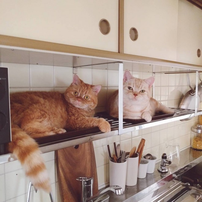 i摜񋟁Fmuffin_the_munchkinj