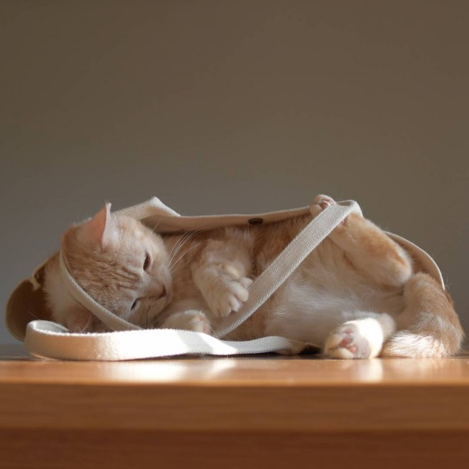 i摜񋟁Fmuffin_the_munchkinj