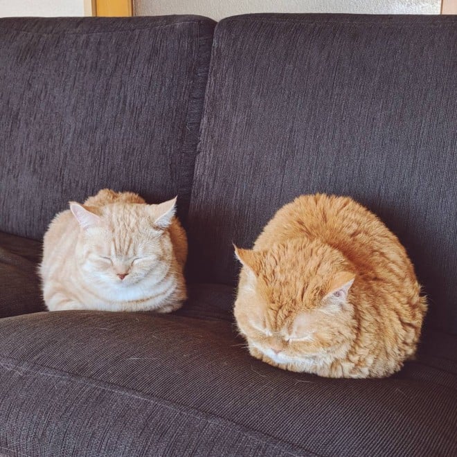 i摜񋟁Fmuffin_the_munchkinj