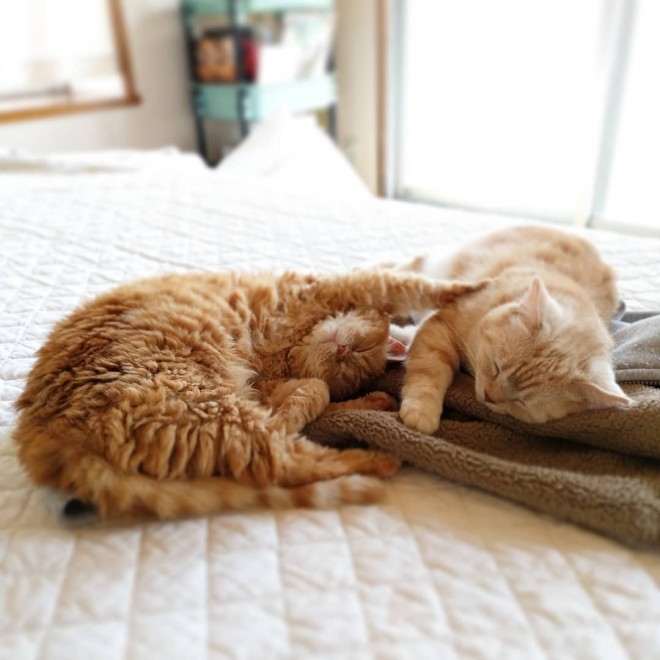 i摜񋟁Fmuffin_the_munchkinj