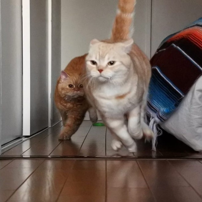 i摜񋟁Fmuffin_the_munchkinj