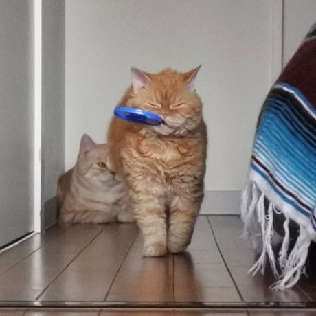 i摜񋟁Fmuffin_the_munchkinj