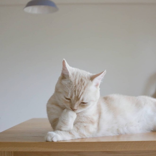 i摜񋟁Fmuffin_the_munchkinj