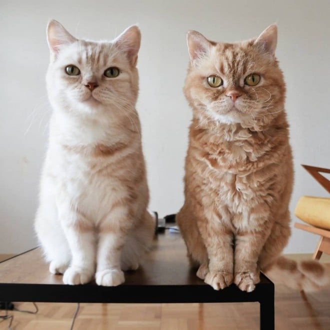 i摜񋟁Fmuffin_the_munchkinj