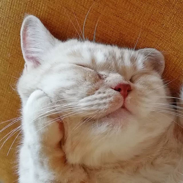 i摜񋟁Fmuffin_the_munchkinj