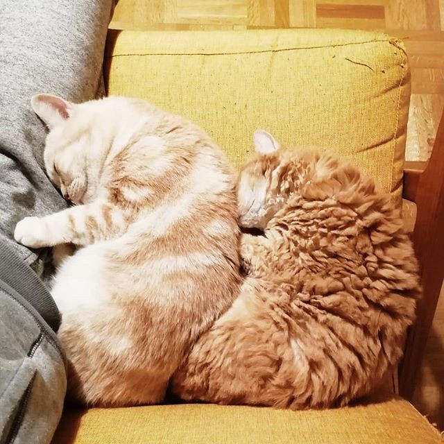 i摜񋟁Fmuffin_the_munchkinj