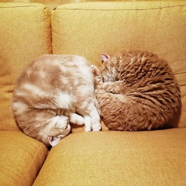 i摜񋟁Fmuffin_the_munchkinj