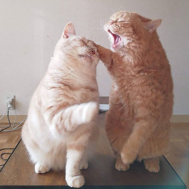 i摜񋟁Fmuffin_the_munchkinj