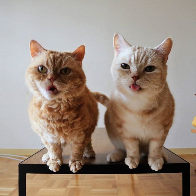 i摜񋟁Fmuffin_the_munchkinj