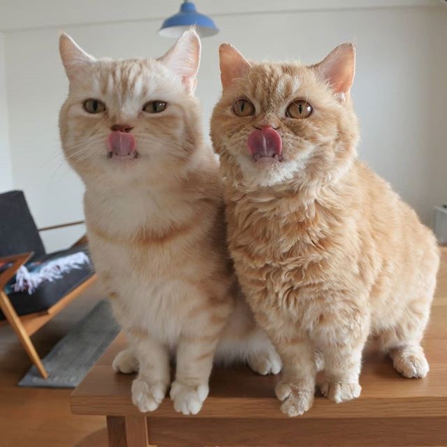 i摜񋟁Fmuffin_the_munchkinj