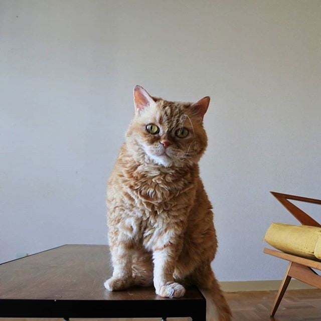 i摜񋟁Fmuffin_the_munchkinj