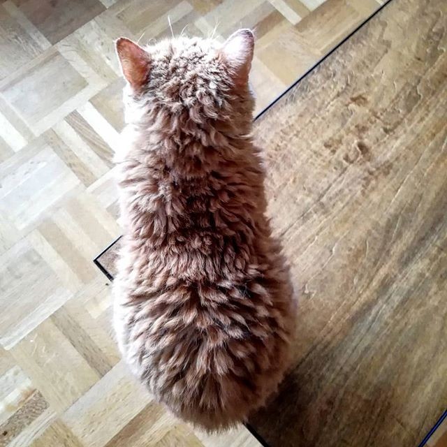 i摜񋟁Fmuffin_the_munchkinj