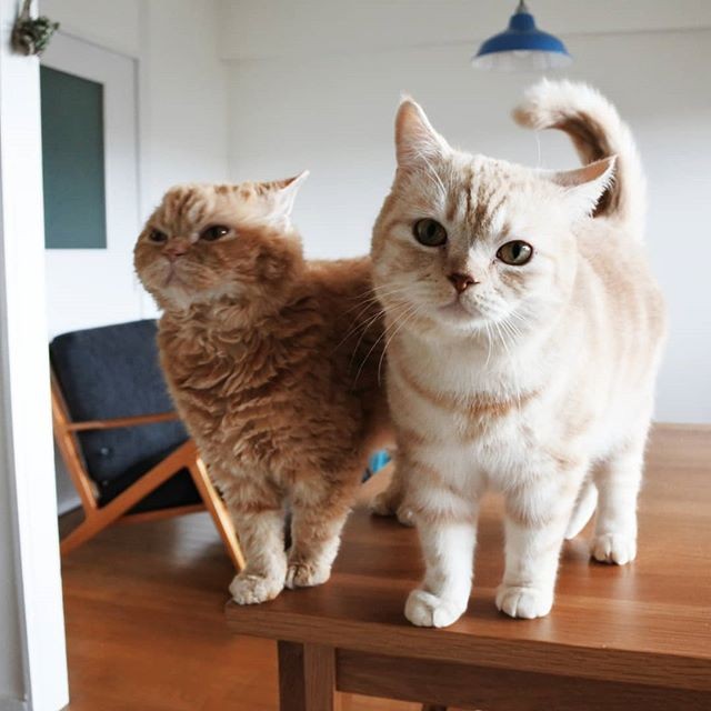 i摜񋟁Fmuffin_the_munchkinj