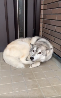 番犬として玄関の前で眠っていたシベリアンハスキーユキちゃん。寝ぼけていて飼い主さんが帰ってきたことに気づいていない
