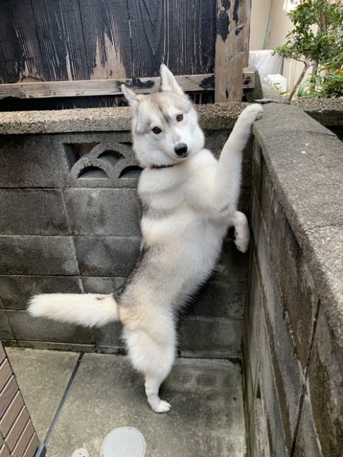 画像 写真 犬も寝ぼけたらこうなるんだ 飼い主の帰宅に気づいたシベリアンハスキーが天使級のかわいさ9枚目 Eltha エルザ