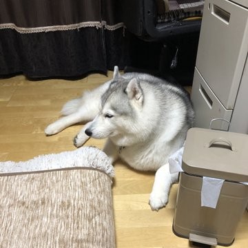 画像 写真 犬の頭上から猫が生えてきている Snsで話題の ひょっこりにゃん 9枚目 Eltha エルザ