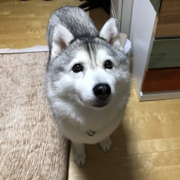 画像 写真 犬の頭上から猫が生えてきている Snsで話題の ひょっこりにゃん 7枚目 Eltha エルザ