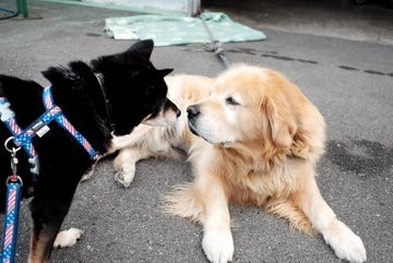 画像まとめ 犬 翁のお面のような笑顔 ゴールデンレトリバーの おじいわん に反響 Eltha エルザ