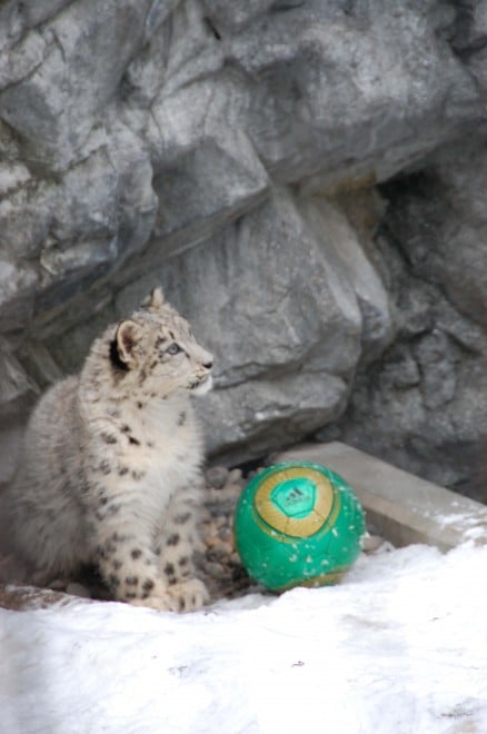 2019�N12��21���B�{�[���V�т��D���Ȗ͗l�B