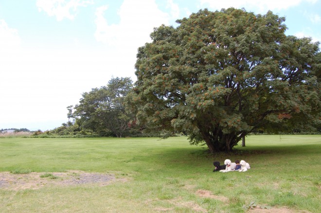 摜񋟁F܂˂itamanegi.qoo.rikuj