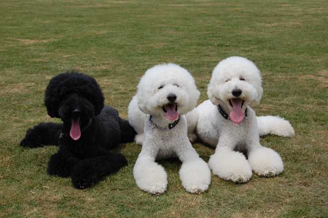 摜񋟁F܂˂itamanegi.qoo.rikuj