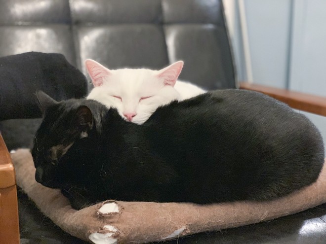 1˂̒j̎qɖYuvVb^[Lṽu񂽂̓