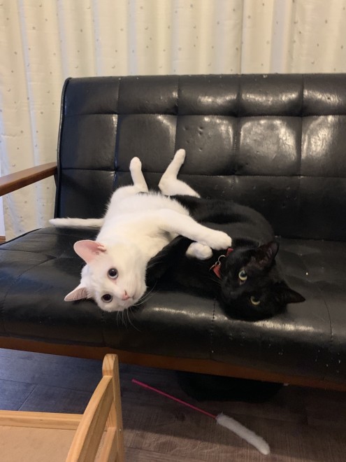 1˂̒j̎qɖYuvVb^[Lṽu񂽂̓