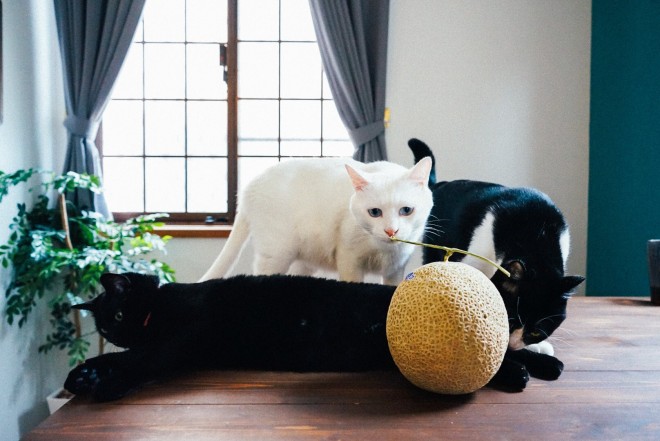 1˂̒j̎qɖYuvVb^[Lṽu񂽂̓