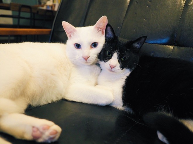 1˂̒j̎qɖYuvVb^[Lṽu񂽂̓