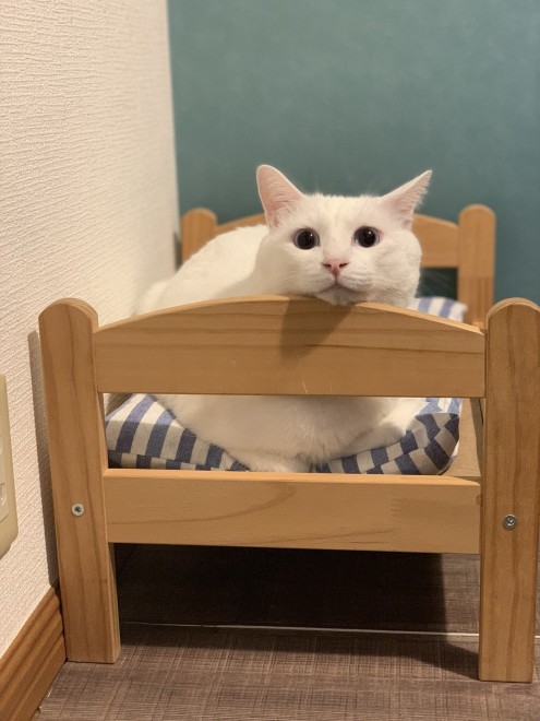 1˂̒j̎qɖYuvVb^[Lṽu񂽂̓