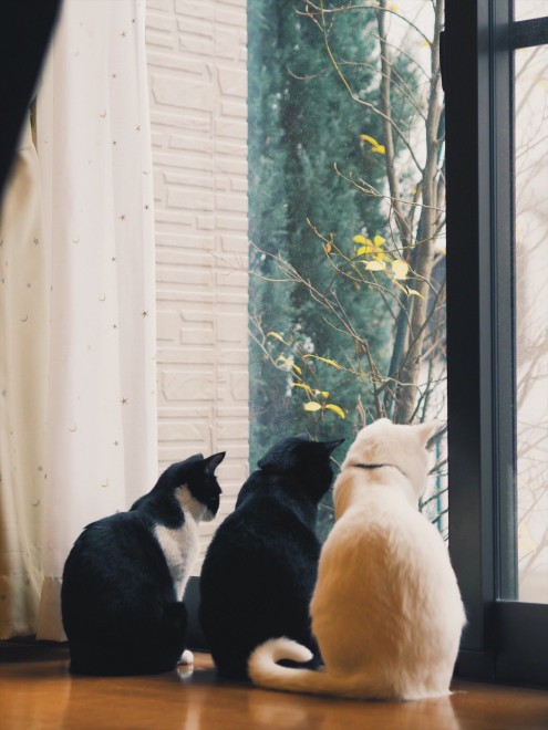 1˂̒j̎qɖYuvVb^[Lṽu񂽂̓