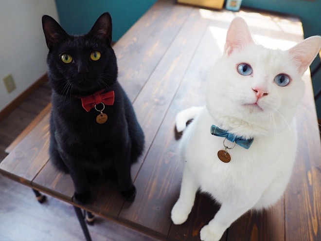 1˂̒j̎qɖYuvVb^[Lṽu񂽂̓