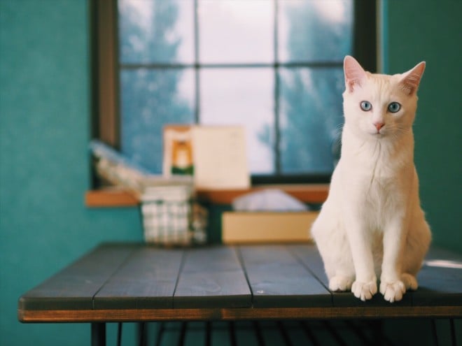 1˂̒j̎qɖYuvVb^[Lṽu񂽂̓