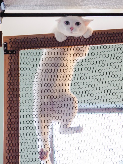 1˂̒j̎qɖYuvVb^[Lṽu񂽂̓