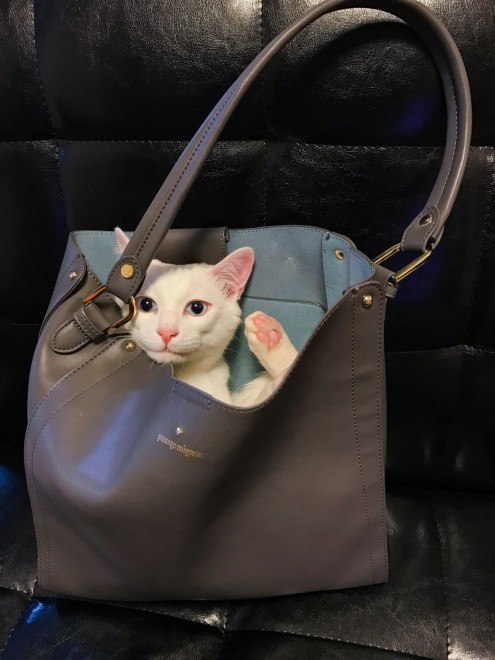 1˂̒j̎qɖYuvVb^[Lṽu񂽂̓