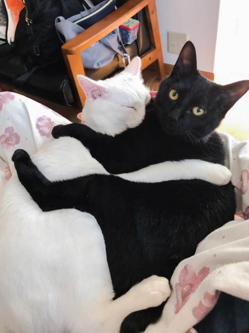 1˂̒j̎qɖYuvVb^[Lṽu񂽂̓