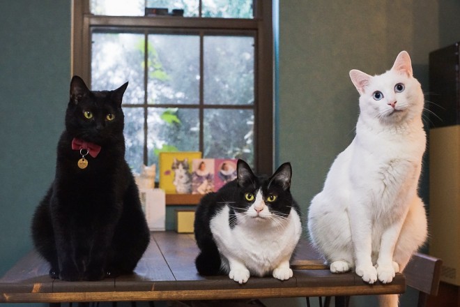 1˂̒j̎qɖYuvVb^[Lṽu񂽂̓